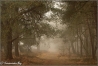 Mistige-bossfeer-copyright-YvonnevanderMey Mistige-bossfeer-copyright-YvonnevanderMey