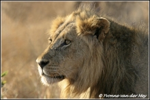 mannetjes-leeuw-portret-male-lion-portrait-copyright-yvonnevandermey