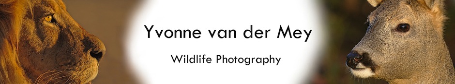 Wildlife photos by Yvonne van der Mey