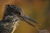 Giant-Kingfisher-close-copyright-YvonnevanderMey Giant-Kingfisher-close-copyright-YvonnevanderMey