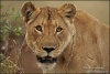 Lioness-portrait-copyright-YvonnevanderMey Lioness-portrait-copyright-YvonnevanderMey