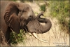 Olifant-met-Sslurf-copyright-YvonnevanderMey Olifant-met-Sslurf-copyright-YvonnevanderMey