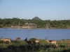 Sable-Dam-birdhide Sable-Dam-birdhide