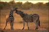 Zebra's-bekkend-copyright-YvonnevanderMey Zebra's-bekkend-copyright-YvonnevanderMey