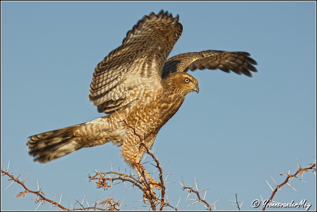 Bird-of-prey-copyright-YvonnevanderMey.jpg