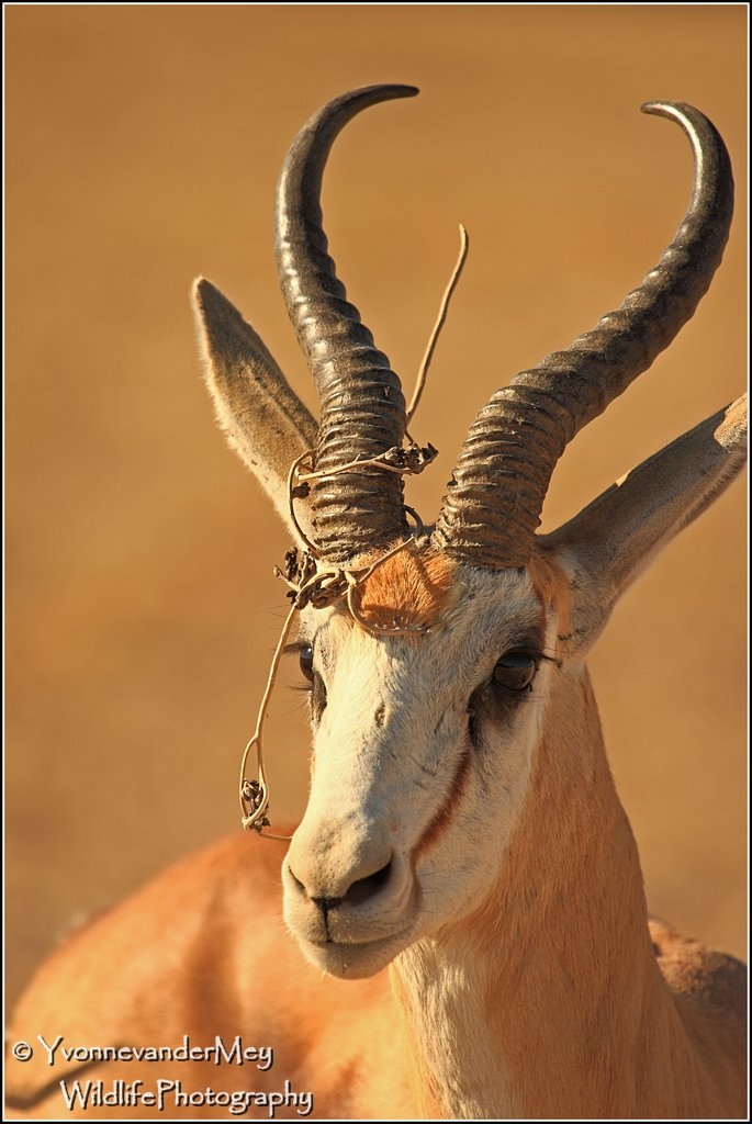 Bluetooth-in-Kalahari-copyright-YvonnevanderMey.jpg