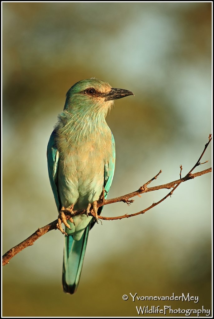 European-roller-copyright-YvonnevanderMey.jpg