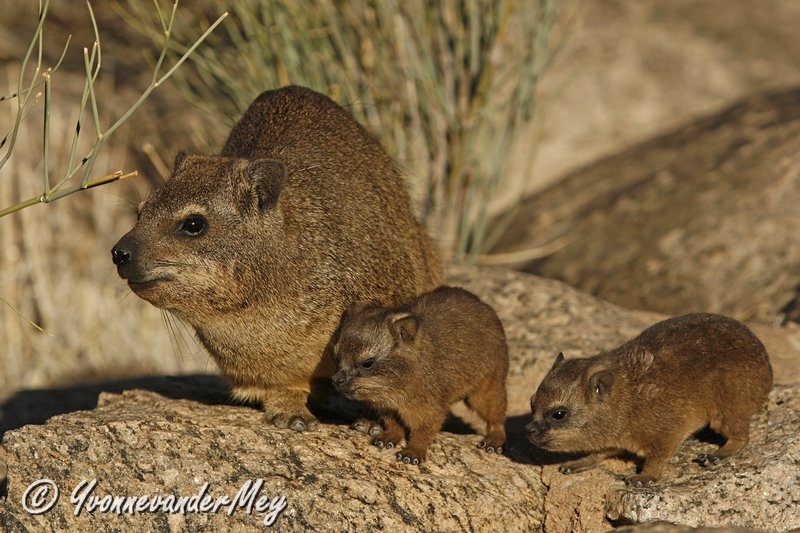 Familie-Klipdas-copyright-YvonnevanderMey.jpg