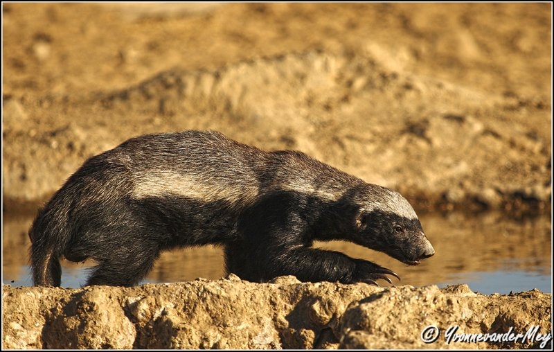 Honey-Badger-copyright-YvonnevanderMey.jpg