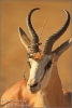 Bluetooth-in-Kalahari-copyright-YvonnevanderMey.jpg Bluetooth-in-Kalahari-copyright-YvonnevanderMey.jpg