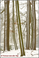 3D bomen op landgoed oldenaller