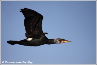 Aalscholver in vlucht / Cormorant in flight (Copyright Yvonne van der Mey)