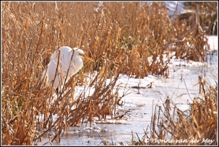 Grote zilverreiger / Great white egret (Copyright Yvonne van der Mey)