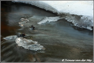 Ijs en stromend water / Ice and water flowing  (Copyright Yvonne van der Mey)