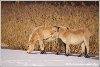 Konikpaarden in de wieden / Conickhorses in the wieden  (Copyright Yvonne van der Mey)