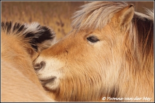 Konikspaard portret / Conickshorse portrait  (Copyright Yvonne van der Mey)