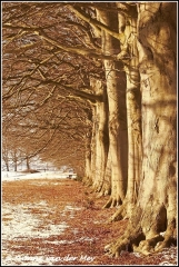 Oude beukenlaan / Old beeches  (Copyright Yvonne van der Mey)