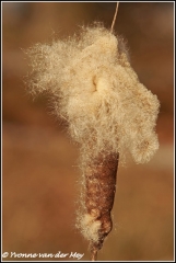 Pluizende lisdodde / Fluffy cattails  (Copyright Yvonne van der Mey)