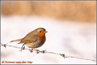 Roodborstje in sneeuw / Robin in snow  (Copyright Yvonne van der Mey)