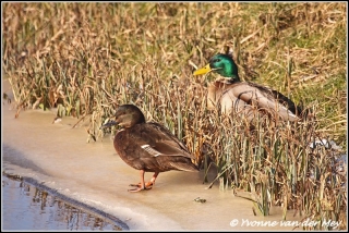 Wilde eenden / Mallard ducks  (Copyright Yvonne van der Mey)