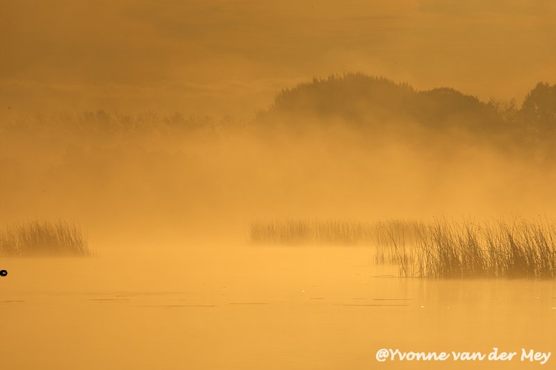 01-dikke-mist-in-de-wieden-copyright-yvonnevandermey