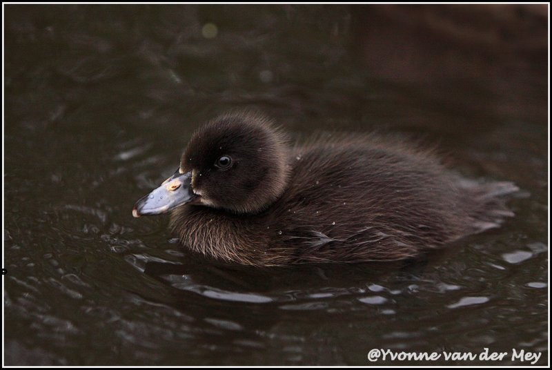 04-zwarte-eendje-copyright-yvonnevandermey