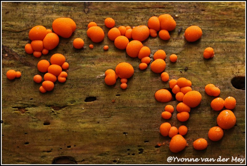 05-blote-billetjes-zwam-copyright-yvonnevandermey