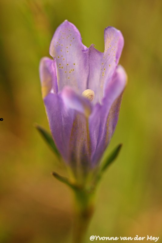 07-bloem-van-blauwe-gentiaan-copyright-yvonnevandermey