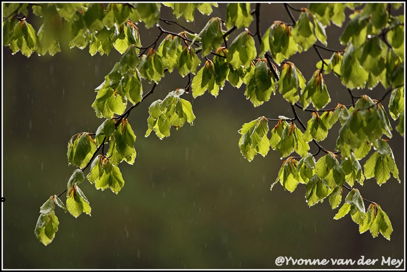 08-regen-copyright-yvonnevandermey