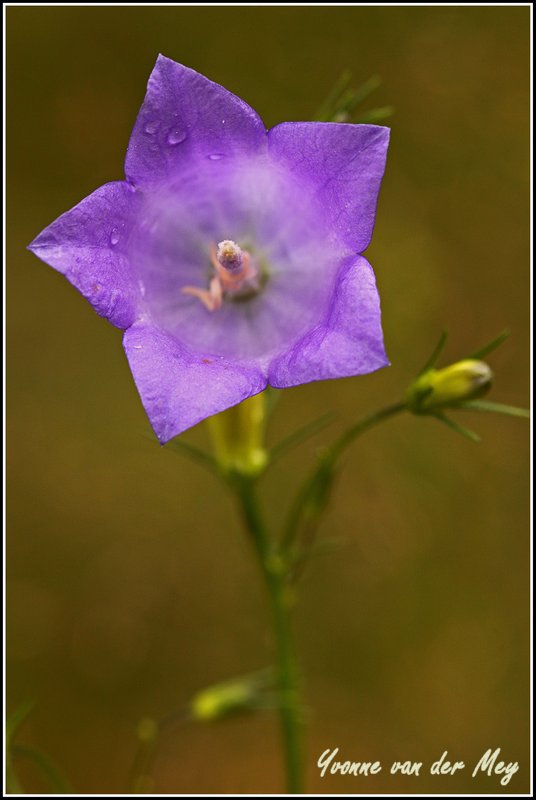 17-campanula-copyright-yvonnevandermey