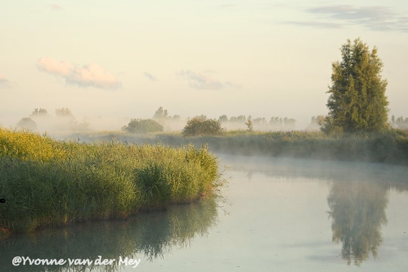 21-heldere-ochtendsfeer-oostvaardersplassen-copyright-yvonnevandermey