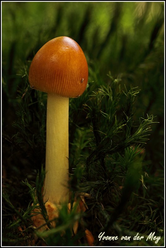 26-bruine-paddenstoel-copyright-yvonnevandermey