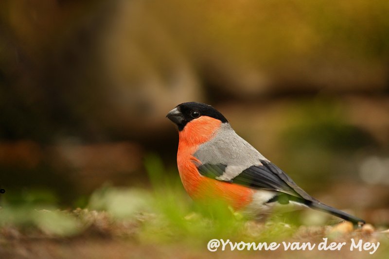 34-goudvink-mannetje-copyright-yvonnevandermey