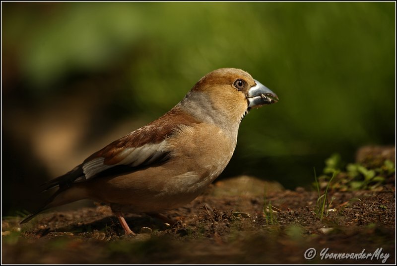 Appelvink-copyright-YvonnevanderMey