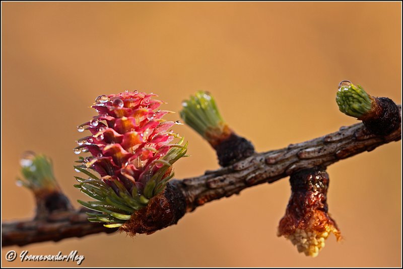 Bloeiende-Larix-met-waterdruppels-copyright-YvonnevanderMey