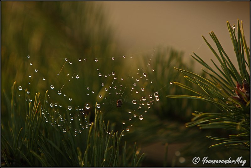 Stilleven-met-waterdruppels-copyright-YvonnevanderMey