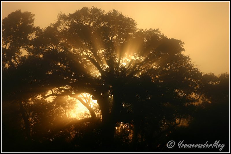 a-magic-moment-copyright-yvonnevandermey