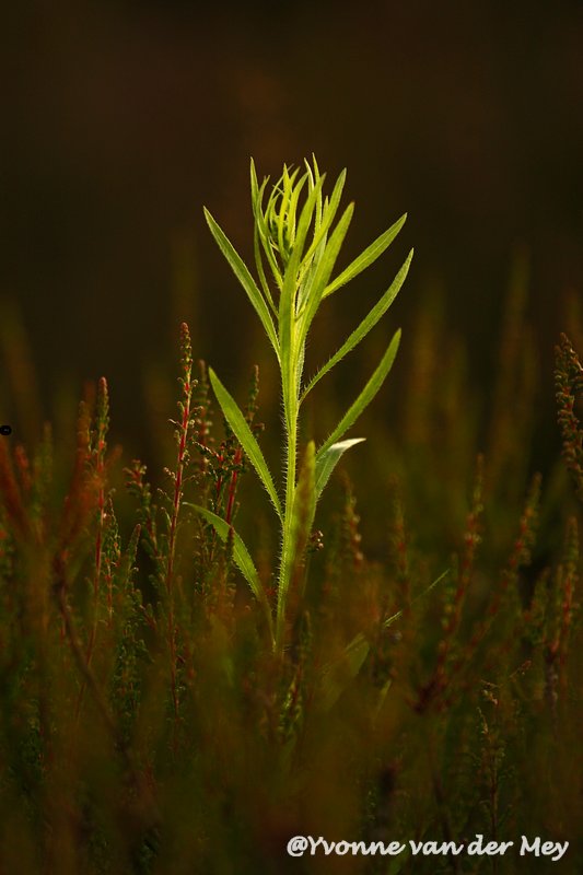 apeldoorns-roosje-copyright-yvonnevandermey