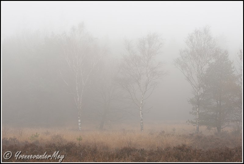 berken-in-mist-copyright-yvonnevandermey