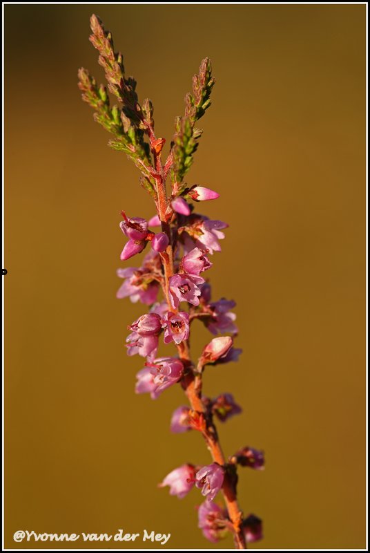 bloeiende-heide-copyright-yvonnevandermey