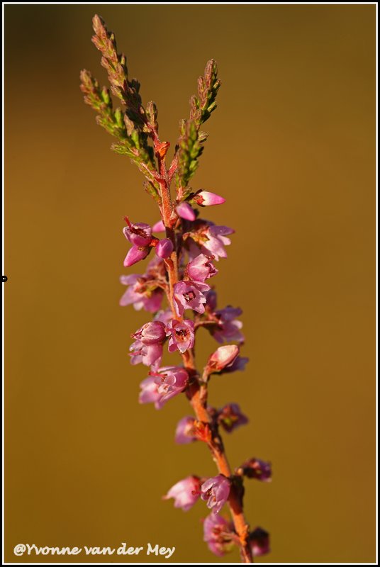 bloeiende-heide-copyright-yvonnevandermey