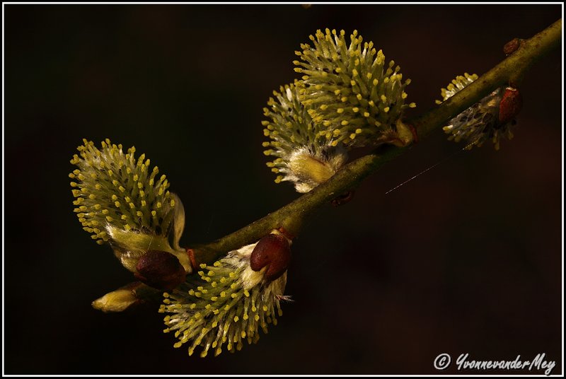 bloeiende-wilgenkatjes-copyright-yvonnevandermey