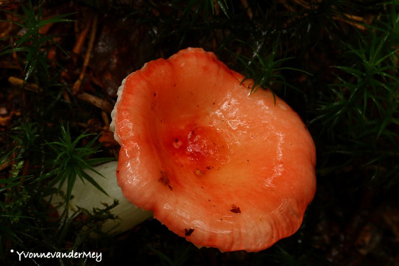 braakrussula-copyright-yvonnevandermey