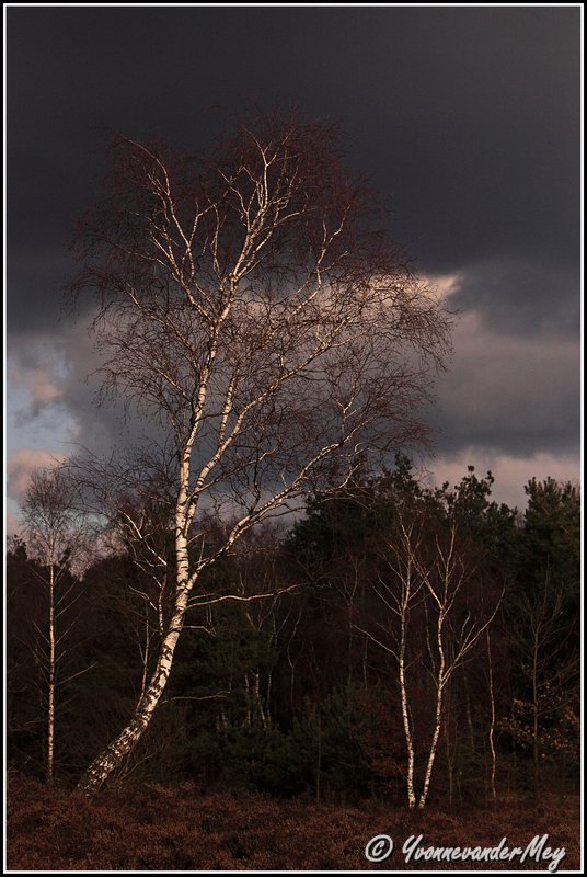dreiging-copyright-yvonnevandermey