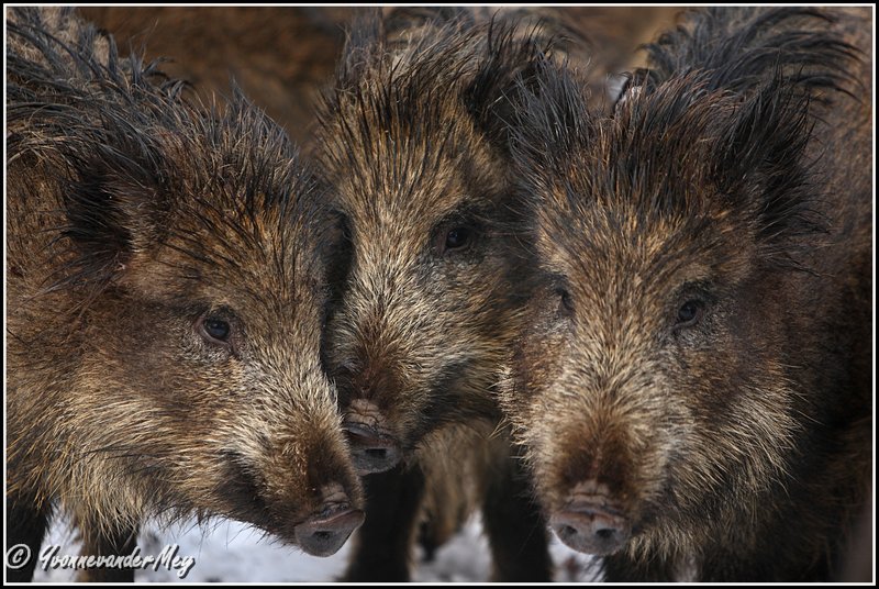 drie-overlopers-copyright-yvonnevandermey