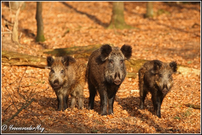 drie-wilde-zwijnen-in-bos-copyright-yvonnevandermey