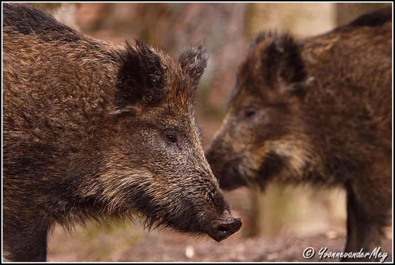 dubbel-portret-wildezwijnen-copyright-yvonnevandermey