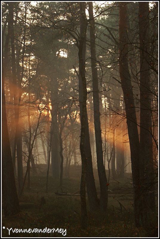 dubbele-zonneharp-copyright-yvonnevandermey