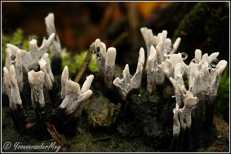 geweizwammen-copyright-yvonnevadermey