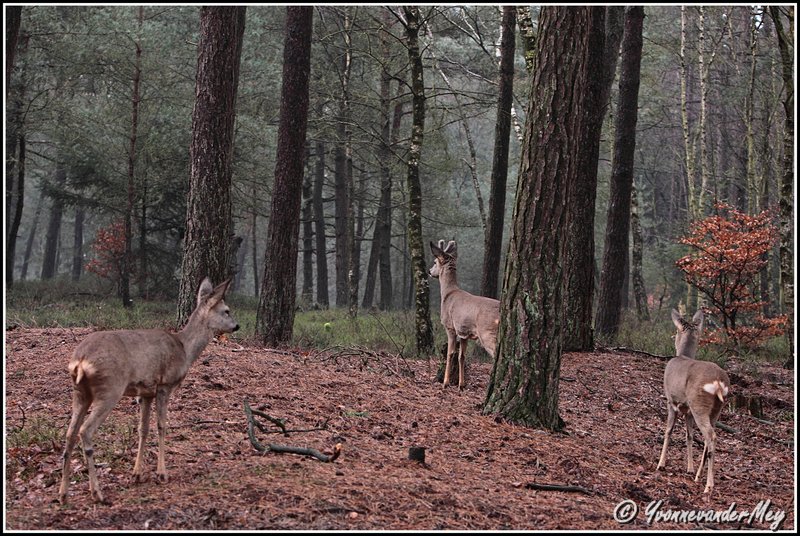 groep-reeen-in-herfstbos-copyright-yvonnevandermey